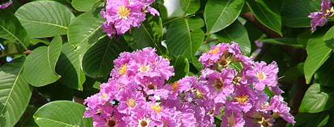 Banaba Leaves